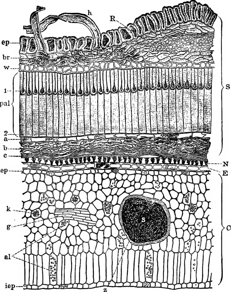 An illustration from The microscopy of vegetable foods : with special reference to the detection of adulteration and the diagnosis of mixtures, 1906, leaf 230