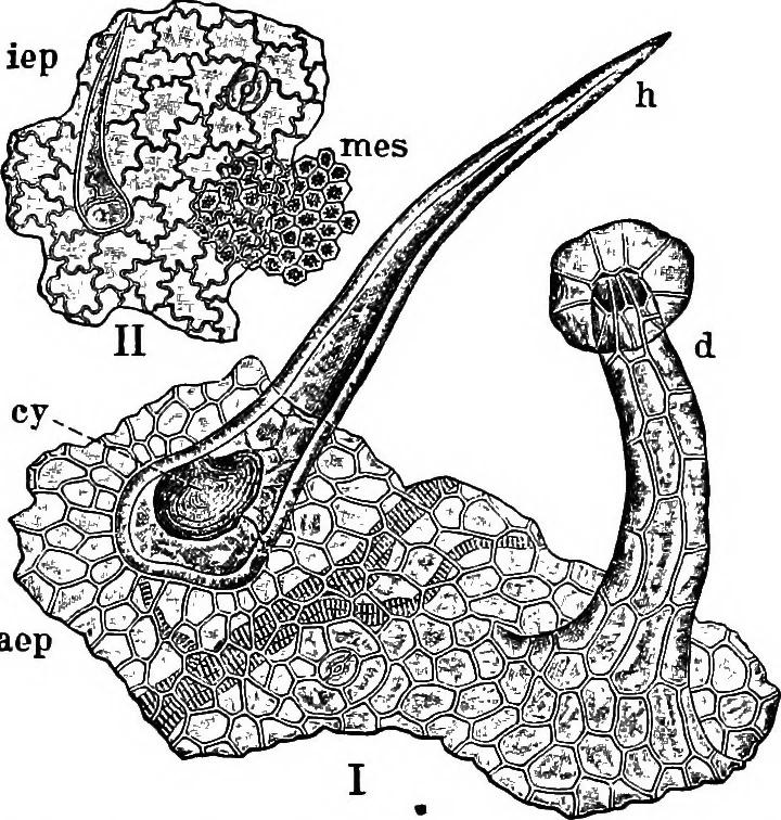 An illustration from The microscopy of vegetable foods : with special reference to the detection of adulteration and the diagnosis of mixtures, 1906, leaf 236