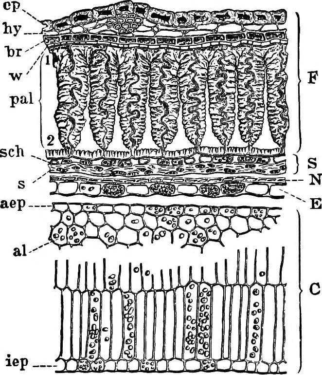 An illustration from The microscopy of vegetable foods : with special reference to the detection of adulteration and the diagnosis of mixtures, 1906, leaf 237