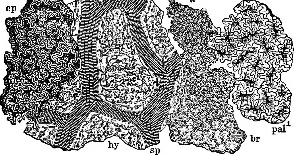 An illustration from The microscopy of vegetable foods : with special reference to the detection of adulteration and the diagnosis of mixtures, 1906, leaf 238