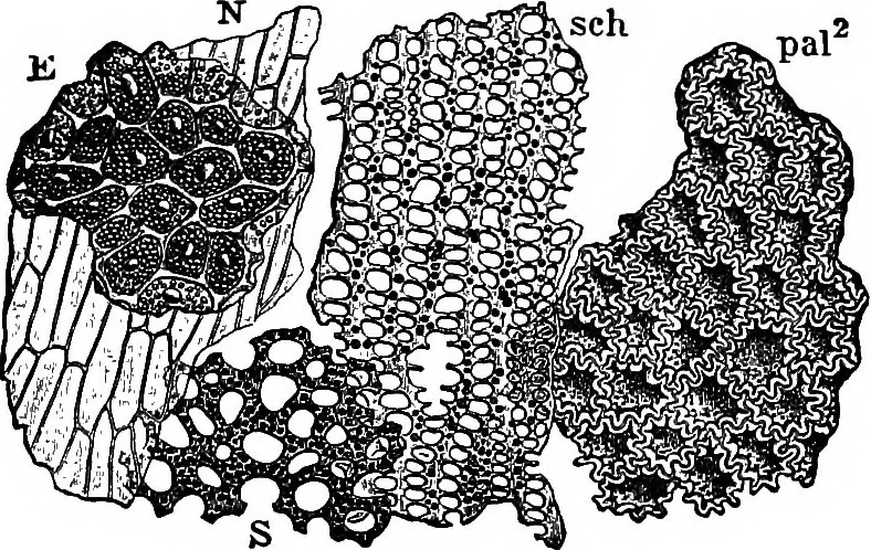 An illustration from The microscopy of vegetable foods : with special reference to the detection of adulteration and the diagnosis of mixtures, 1906, leaf 238