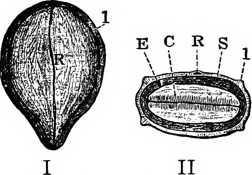 An illustration from The microscopy of vegetable foods : with special reference to the detection of adulteration and the diagnosis of mixtures, 1906, leaf 240