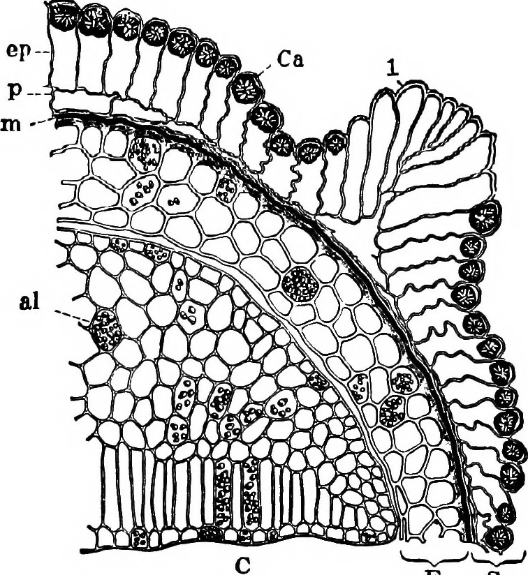 An illustration from The microscopy of vegetable foods : with special reference to the detection of adulteration and the diagnosis of mixtures, 1906, leaf 241