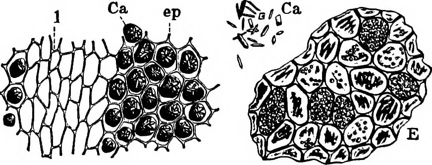 An illustration from The microscopy of vegetable foods : with special reference to the detection of adulteration and the diagnosis of mixtures, 1906, leaf 241