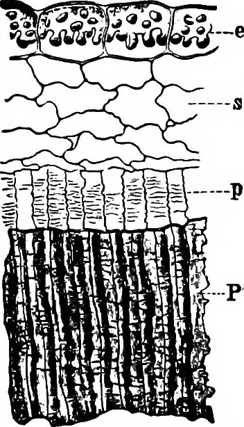 An illustration from The microscopy of vegetable foods : with special reference to the detection of adulteration and the diagnosis of mixtures, 1906, leaf 243