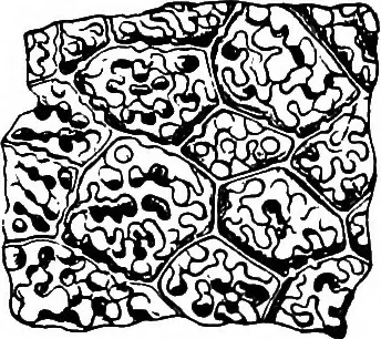 An illustration from The microscopy of vegetable foods : with special reference to the detection of adulteration and the diagnosis of mixtures, 1906, leaf 244