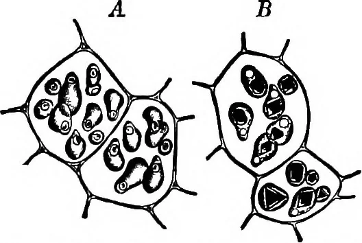 An illustration from The microscopy of vegetable foods : with special reference to the detection of adulteration and the diagnosis of mixtures, 1906, leaf 244