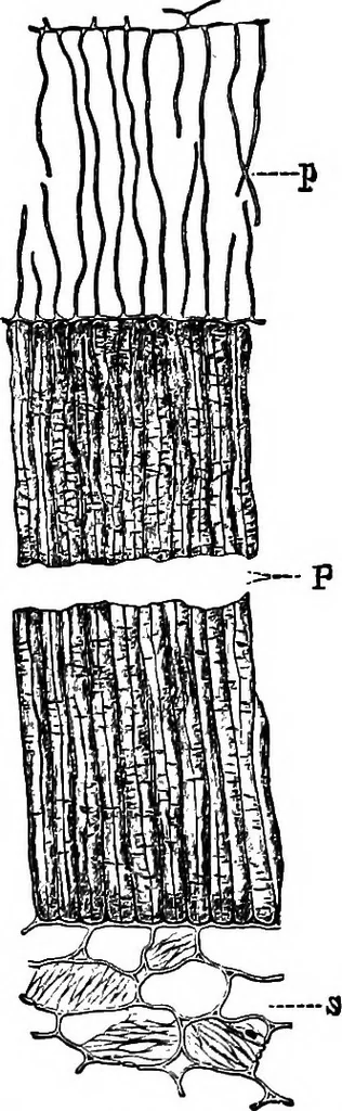 An illustration from The microscopy of vegetable foods : with special reference to the detection of adulteration and the diagnosis of mixtures, 1906, leaf 246