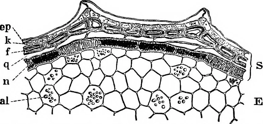 An illustration from The microscopy of vegetable foods : with special reference to the detection of adulteration and the diagnosis of mixtures, 1906, leaf 247