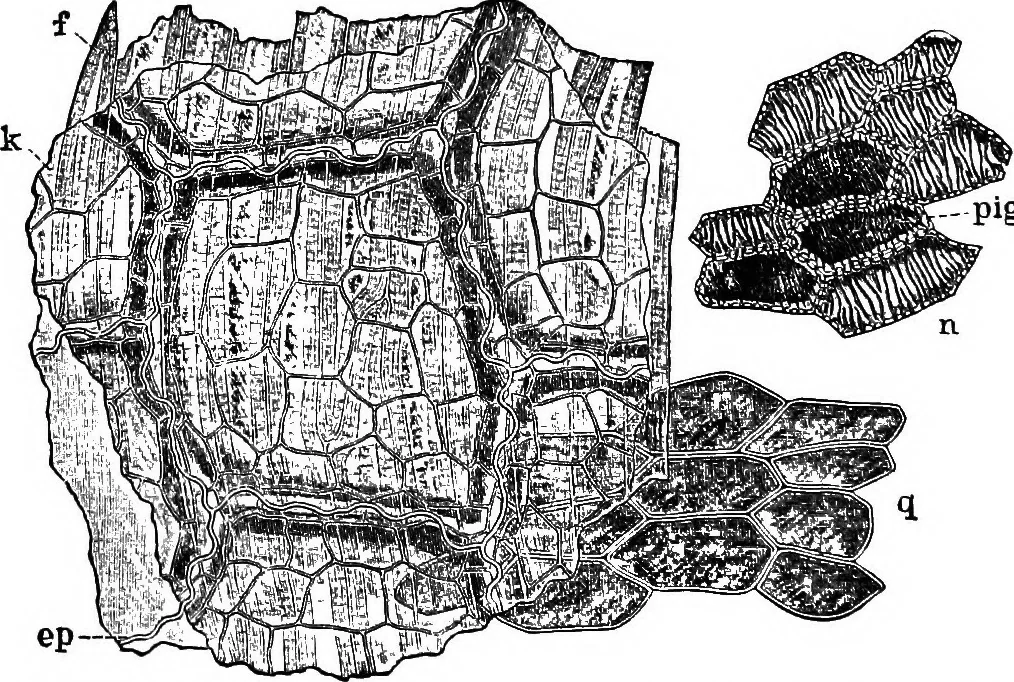 An illustration from The microscopy of vegetable foods : with special reference to the detection of adulteration and the diagnosis of mixtures, 1906, leaf 247