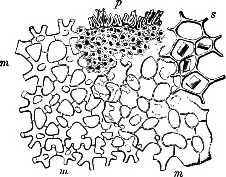 An illustration from The microscopy of vegetable foods : with special reference to the detection of adulteration and the diagnosis of mixtures, 1906, leaf 261