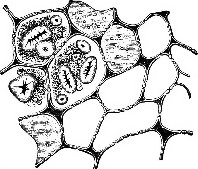 An illustration from The microscopy of vegetable foods : with special reference to the detection of adulteration and the diagnosis of mixtures, 1906, leaf 263