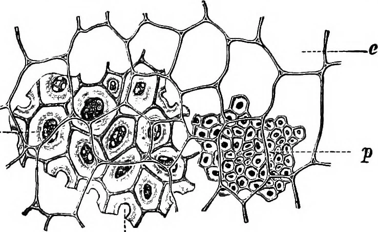 An illustration from The microscopy of vegetable foods : with special reference to the detection of adulteration and the diagnosis of mixtures, 1906, leaf 267