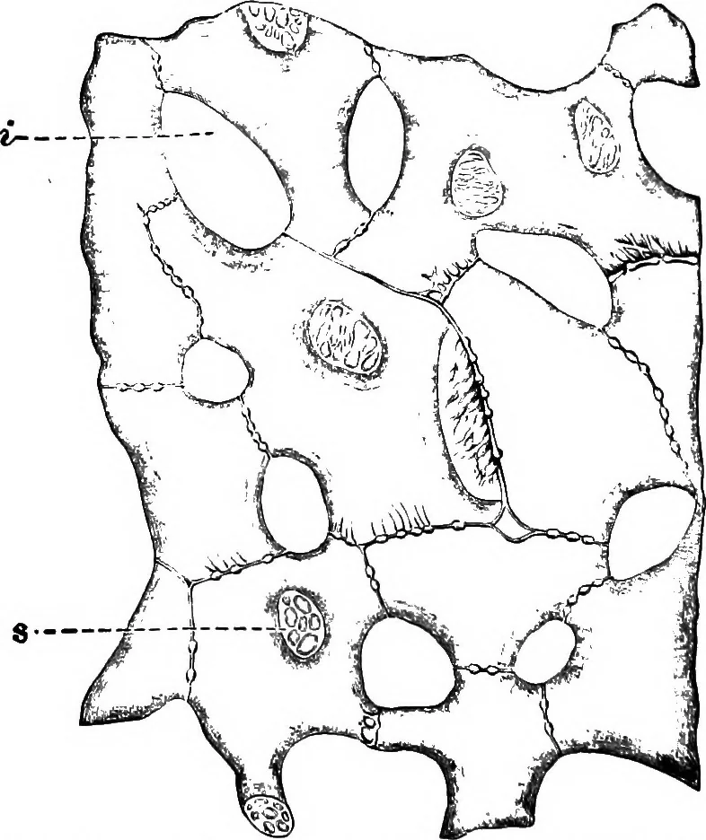 An illustration from The microscopy of vegetable foods : with special reference to the detection of adulteration and the diagnosis of mixtures, 1906, leaf 267