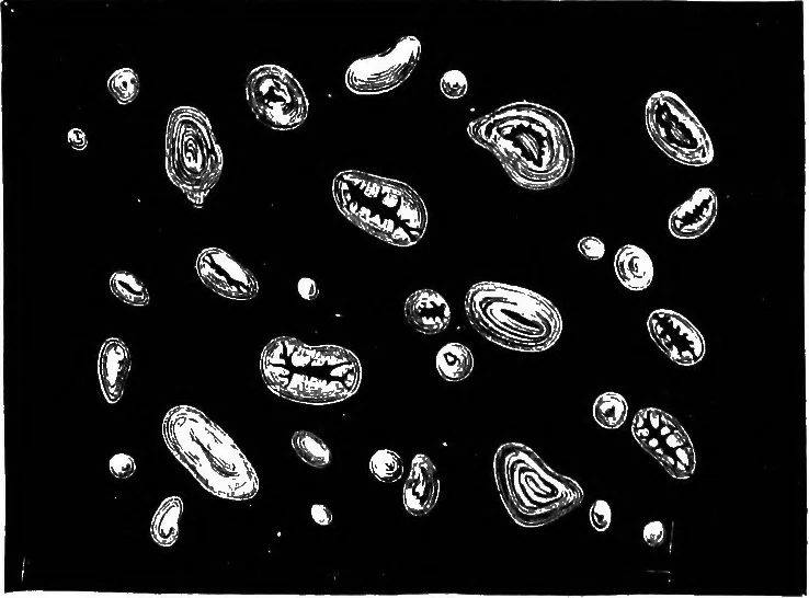 An illustration from The microscopy of vegetable foods : with special reference to the detection of adulteration and the diagnosis of mixtures, 1906, leaf 269