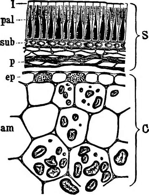An illustration from The microscopy of vegetable foods : with special reference to the detection of adulteration and the diagnosis of mixtures, 1906, leaf 270