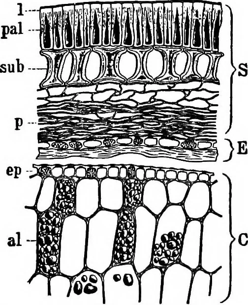An illustration from The microscopy of vegetable foods : with special reference to the detection of adulteration and the diagnosis of mixtures, 1906, leaf 271