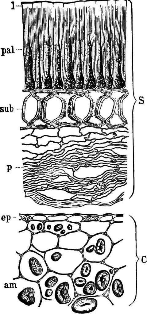An illustration from The microscopy of vegetable foods : with special reference to the detection of adulteration and the diagnosis of mixtures, 1906, leaf 273