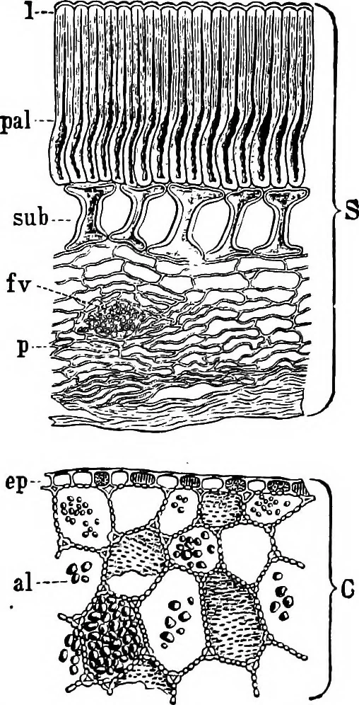 An illustration from The microscopy of vegetable foods : with special reference to the detection of adulteration and the diagnosis of mixtures, 1906, leaf 276