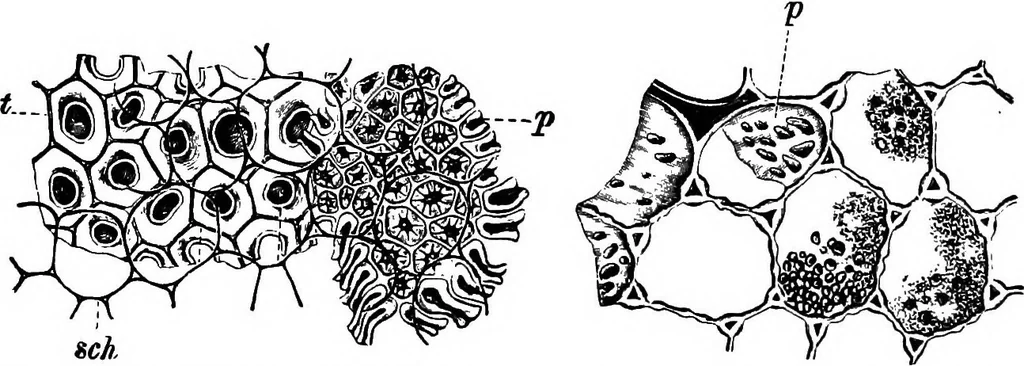 An illustration from The microscopy of vegetable foods : with special reference to the detection of adulteration and the diagnosis of mixtures, 1906, leaf 277