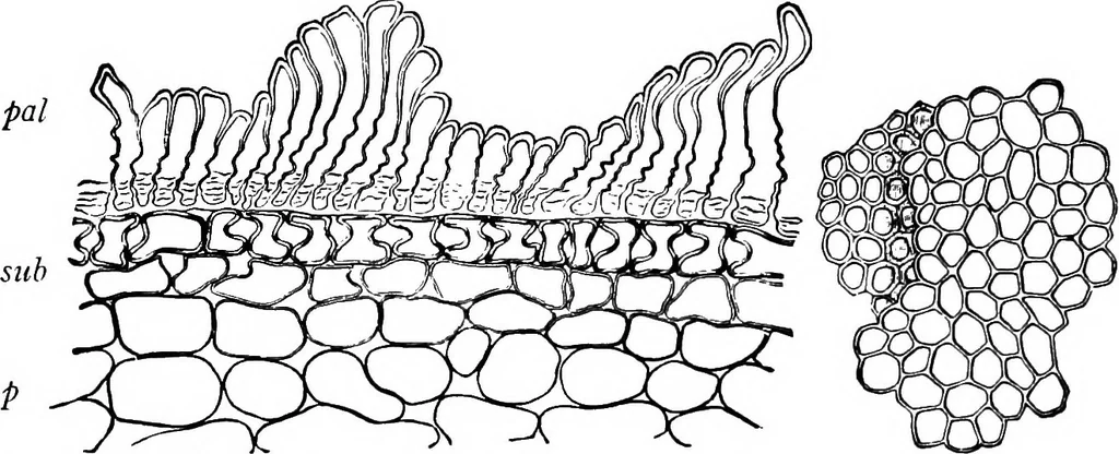 An illustration from The microscopy of vegetable foods : with special reference to the detection of adulteration and the diagnosis of mixtures, 1906, leaf 279