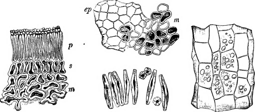 An illustration from The microscopy of vegetable foods : with special reference to the detection of adulteration and the diagnosis of mixtures, 1906, leaf 280