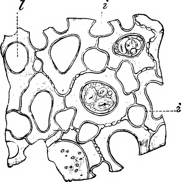 An illustration from The microscopy of vegetable foods : with special reference to the detection of adulteration and the diagnosis of mixtures, 1906, leaf 282
