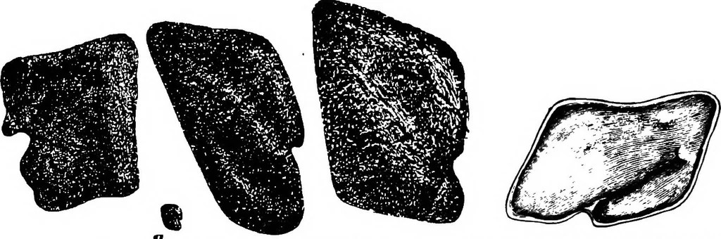 An illustration from The microscopy of vegetable foods : with special reference to the detection of adulteration and the diagnosis of mixtures, 1906, leaf 283