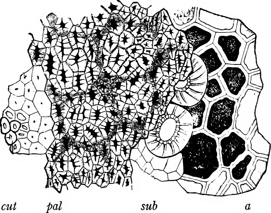 An illustration from The microscopy of vegetable foods : with special reference to the detection of adulteration and the diagnosis of mixtures, 1906, leaf 283
