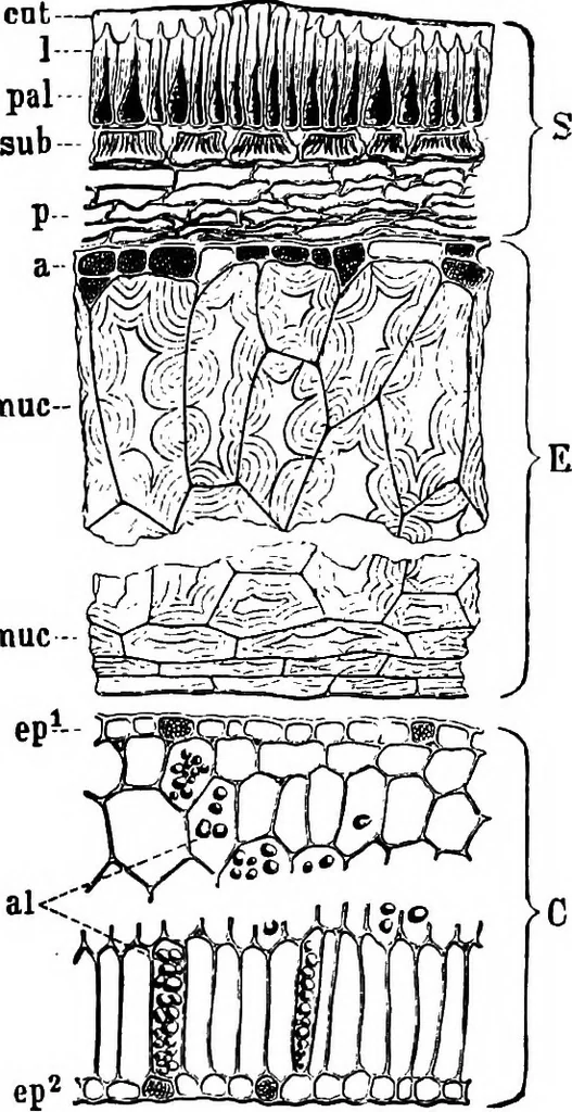 An illustration from The microscopy of vegetable foods : with special reference to the detection of adulteration and the diagnosis of mixtures, 1906, leaf 284