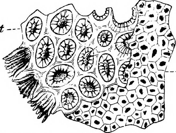 An illustration from The microscopy of vegetable foods : with special reference to the detection of adulteration and the diagnosis of mixtures, 1906, leaf 288