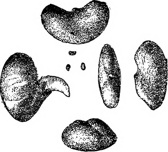 An illustration from The microscopy of vegetable foods : with special reference to the detection of adulteration and the diagnosis of mixtures, 1906, leaf 289