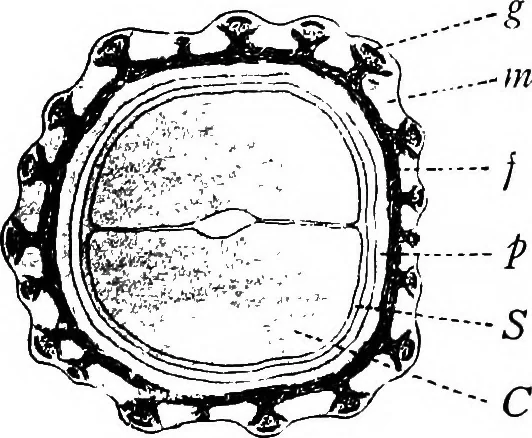 An illustration from The microscopy of vegetable foods : with special reference to the detection of adulteration and the diagnosis of mixtures, 1906, leaf 290