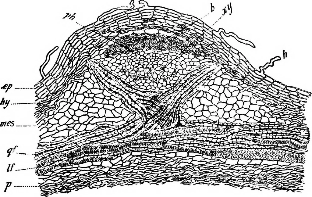 An illustration from The microscopy of vegetable foods : with special reference to the detection of adulteration and the diagnosis of mixtures, 1906, leaf 291