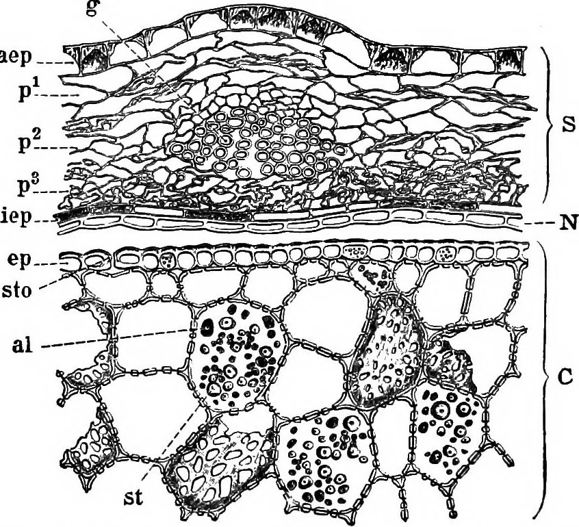 An illustration from The microscopy of vegetable foods : with special reference to the detection of adulteration and the diagnosis of mixtures, 1906, leaf 293