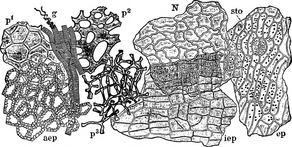 An illustration from The microscopy of vegetable foods : with special reference to the detection of adulteration and the diagnosis of mixtures, 1906, leaf 294