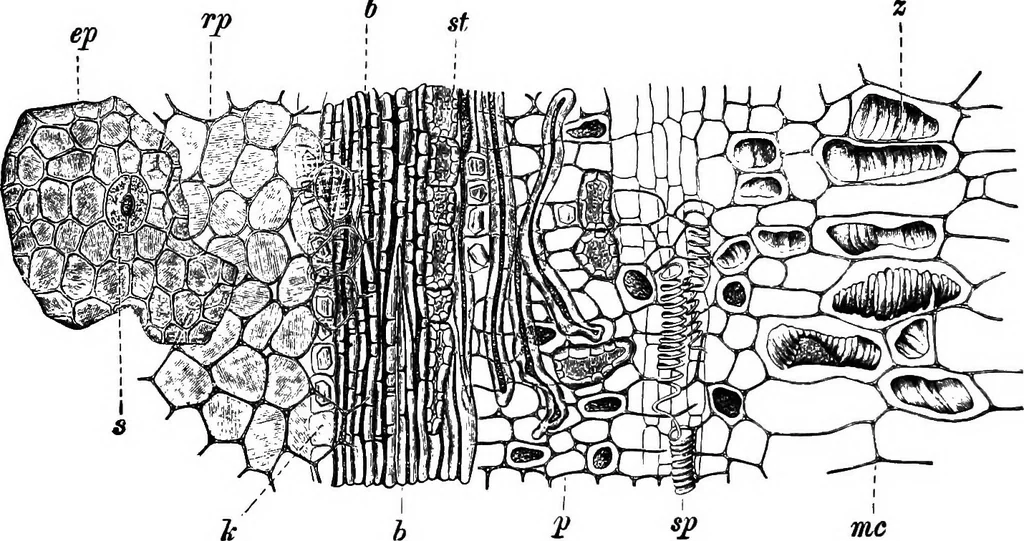 An illustration from The microscopy of vegetable foods : with special reference to the detection of adulteration and the diagnosis of mixtures, 1906, leaf 299