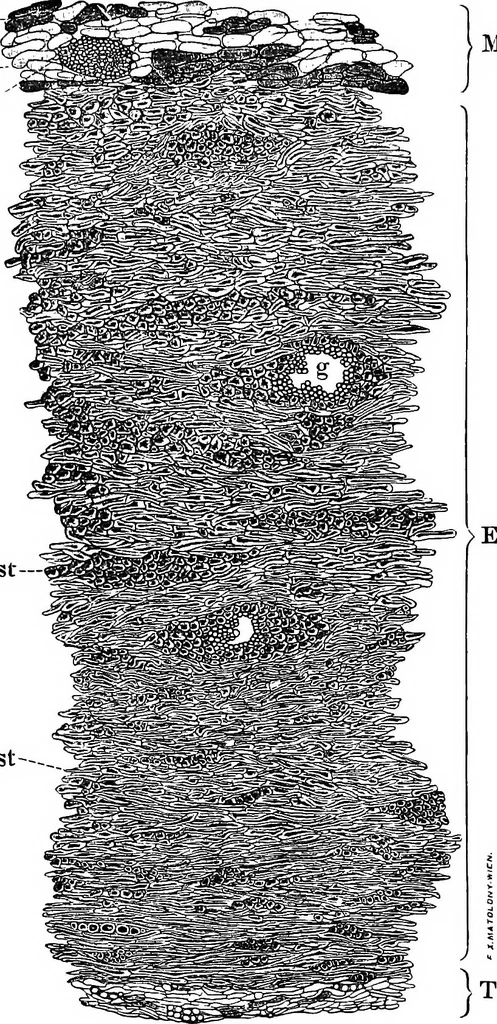 An illustration from The microscopy of vegetable foods : with special reference to the detection of adulteration and the diagnosis of mixtures, 1906, leaf 308