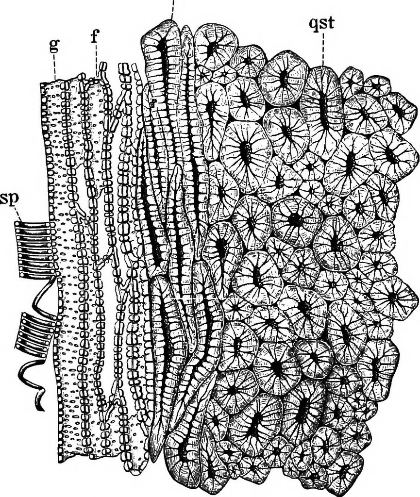 An illustration from The microscopy of vegetable foods : with special reference to the detection of adulteration and the diagnosis of mixtures, 1906, leaf 309