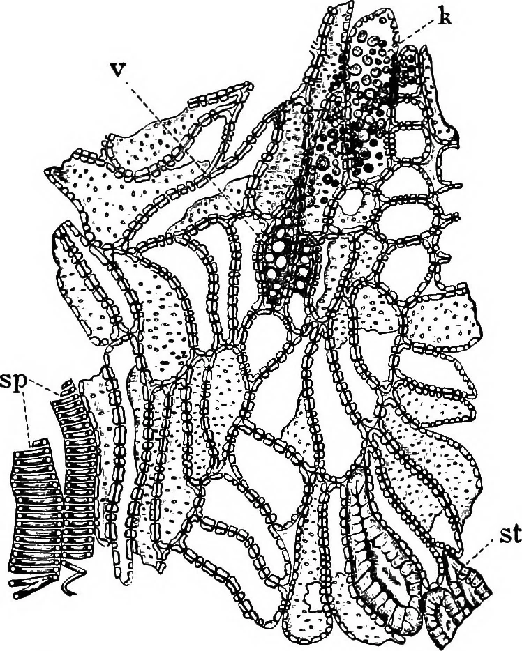An illustration from The microscopy of vegetable foods : with special reference to the detection of adulteration and the diagnosis of mixtures, 1906, leaf 310