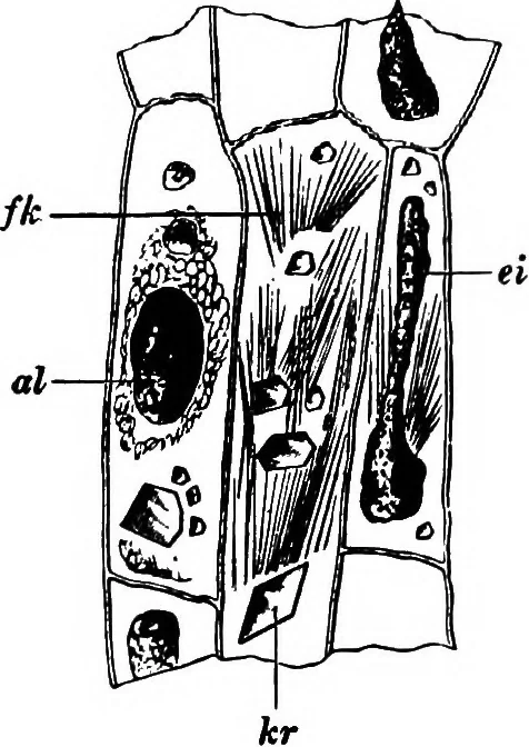 An illustration from The microscopy of vegetable foods : with special reference to the detection of adulteration and the diagnosis of mixtures, 1906, leaf 311