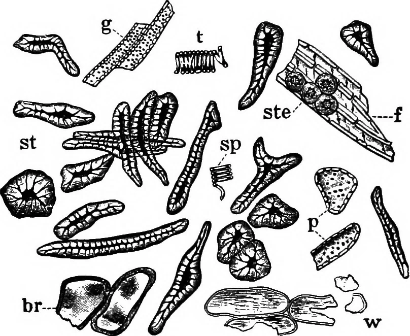 An illustration from The microscopy of vegetable foods : with special reference to the detection of adulteration and the diagnosis of mixtures, 1906, leaf 313