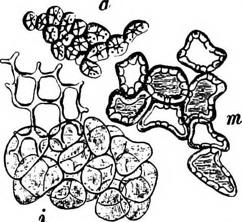 An illustration from The microscopy of vegetable foods : with special reference to the detection of adulteration and the diagnosis of mixtures, 1906, leaf 319