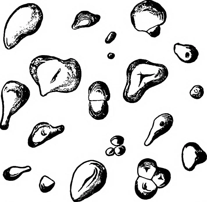 An illustration from The microscopy of vegetable foods : with special reference to the detection of adulteration and the diagnosis of mixtures, 1906, leaf 324