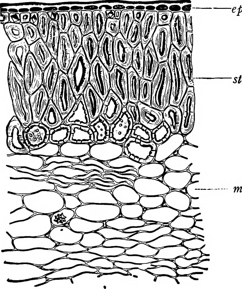 An illustration from The microscopy of vegetable foods : with special reference to the detection of adulteration and the diagnosis of mixtures, 1906, leaf 326