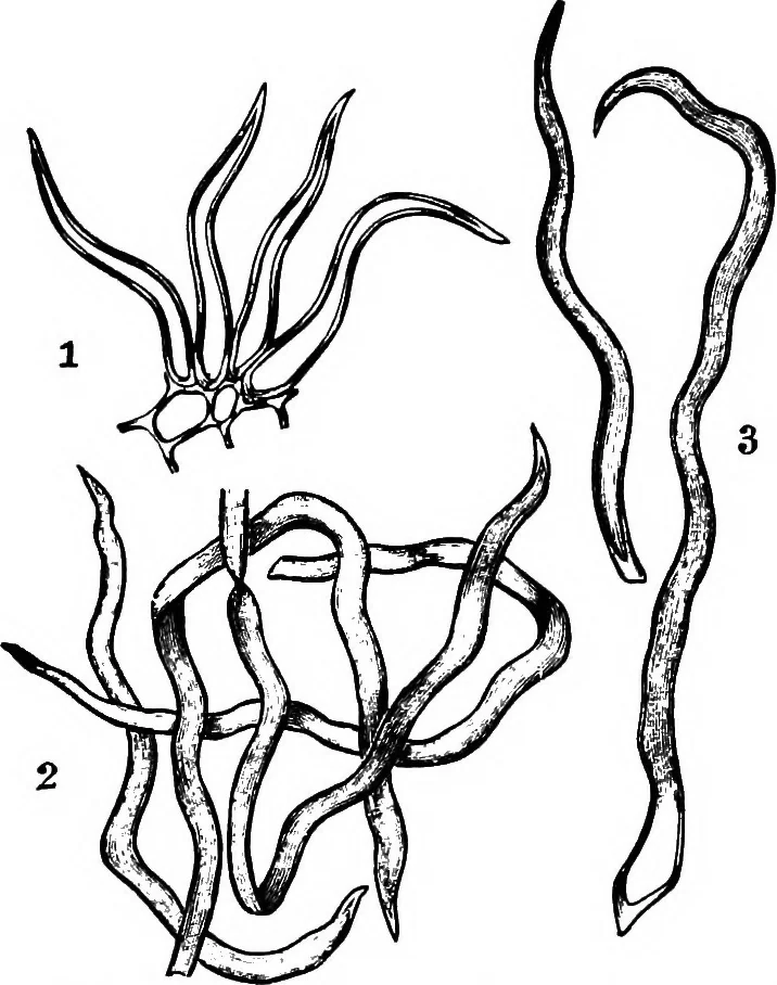 An illustration from The microscopy of vegetable foods : with special reference to the detection of adulteration and the diagnosis of mixtures, 1906, leaf 328