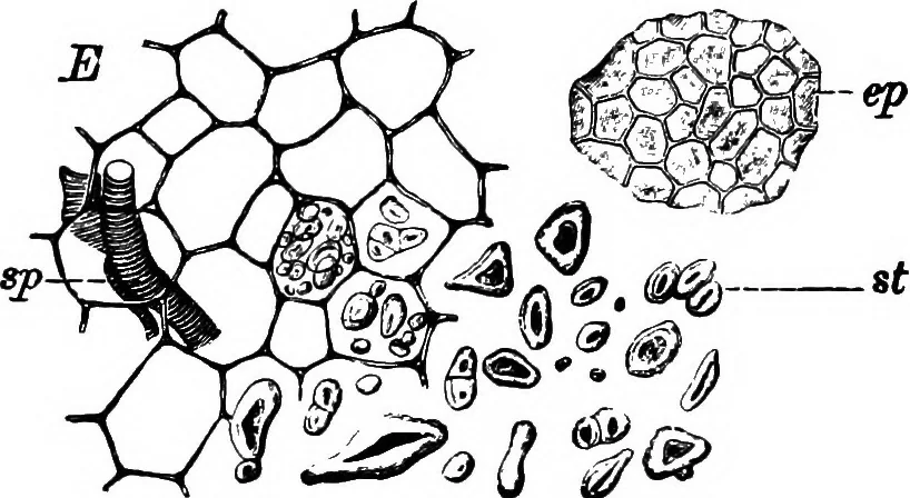 An illustration from The microscopy of vegetable foods : with special reference to the detection of adulteration and the diagnosis of mixtures, 1906, leaf 329