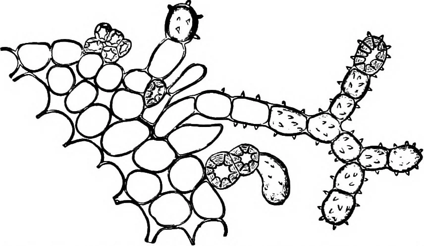 An illustration from The microscopy of vegetable foods : with special reference to the detection of adulteration and the diagnosis of mixtures, 1906, leaf 348