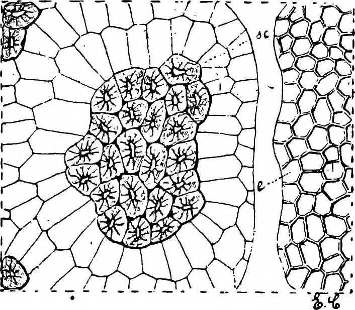 An illustration from The microscopy of vegetable foods : with special reference to the detection of adulteration and the diagnosis of mixtures, 1906, leaf 352