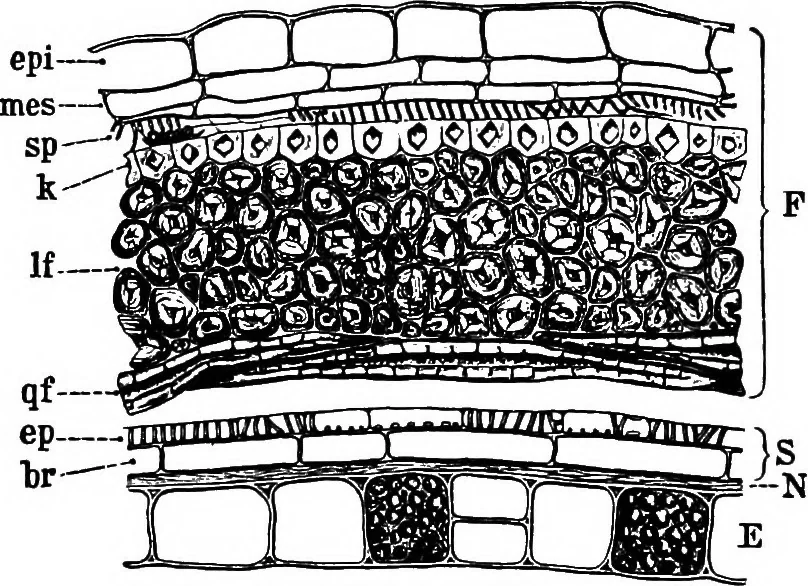 An illustration from The microscopy of vegetable foods : with special reference to the detection of adulteration and the diagnosis of mixtures, 1906, leaf 369
